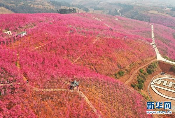 宜良樱花谷风景区介绍图片