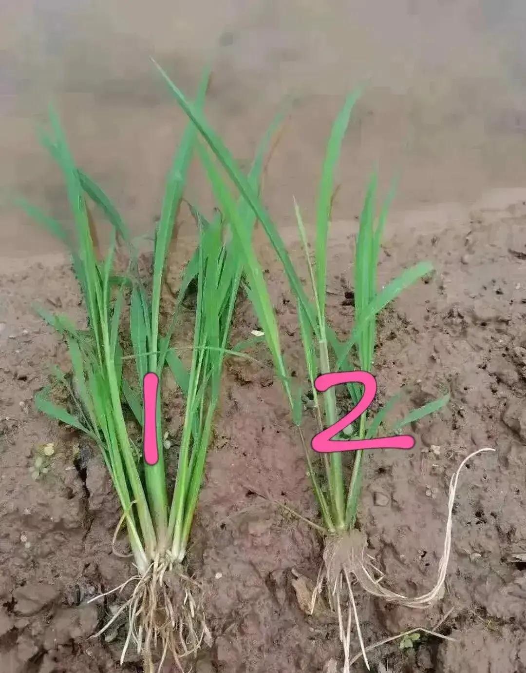 禾苗和草是什么样子的