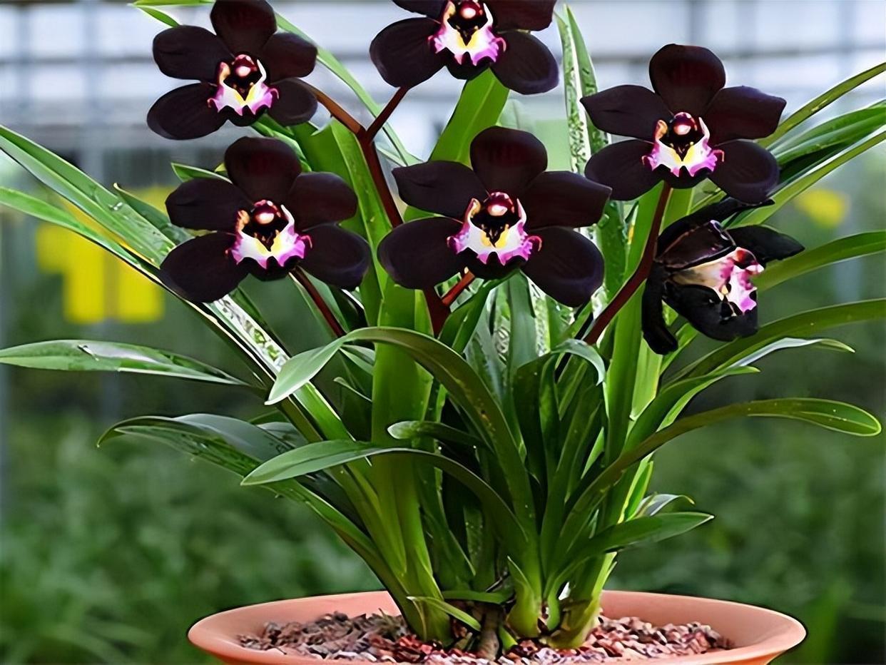 此款"黑色"兰花,极具神秘感,兰香清新,叶姿俊美,很值得拥有