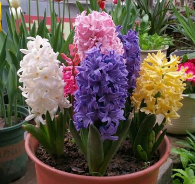 3种"种球花",埋土里5天发芽,40天就开花,花朵硕大花期长!