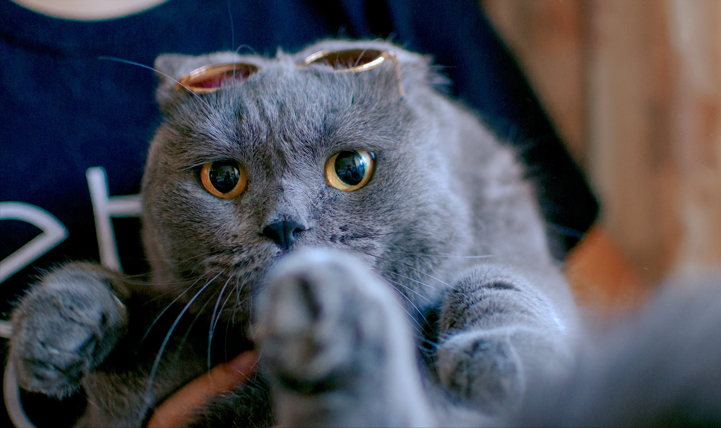 电脑壁纸蓝猫图片