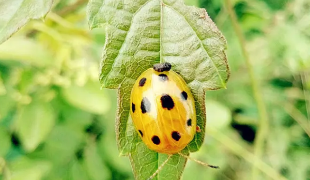 瓢虫的种类有哪些?