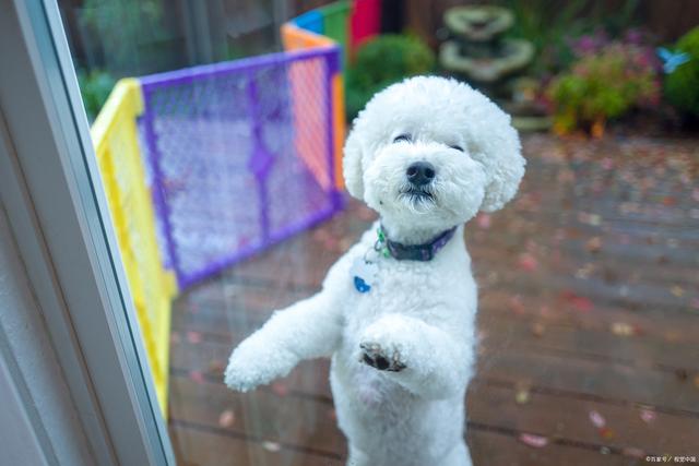 不管比熊多爱你,切记"6不要",避免招来仇恨