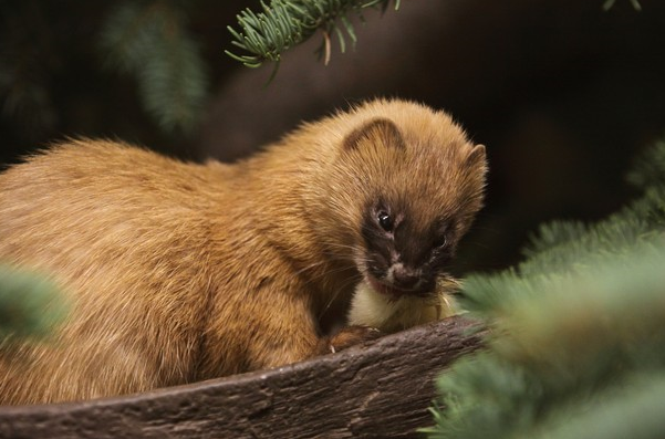 当黄狼偷吃鸡时,我们应该怎么办?教你几招,轻松解决