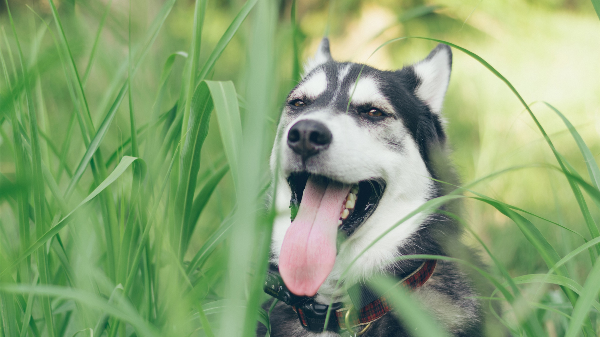 你知道"忠狗"和"白眼狗"的前3名是哪些吗?你家狗可能也在