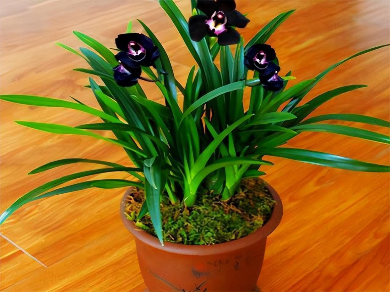 此款"黑色"兰花,极具神秘感,兰香清新,叶姿俊美,值得拥有