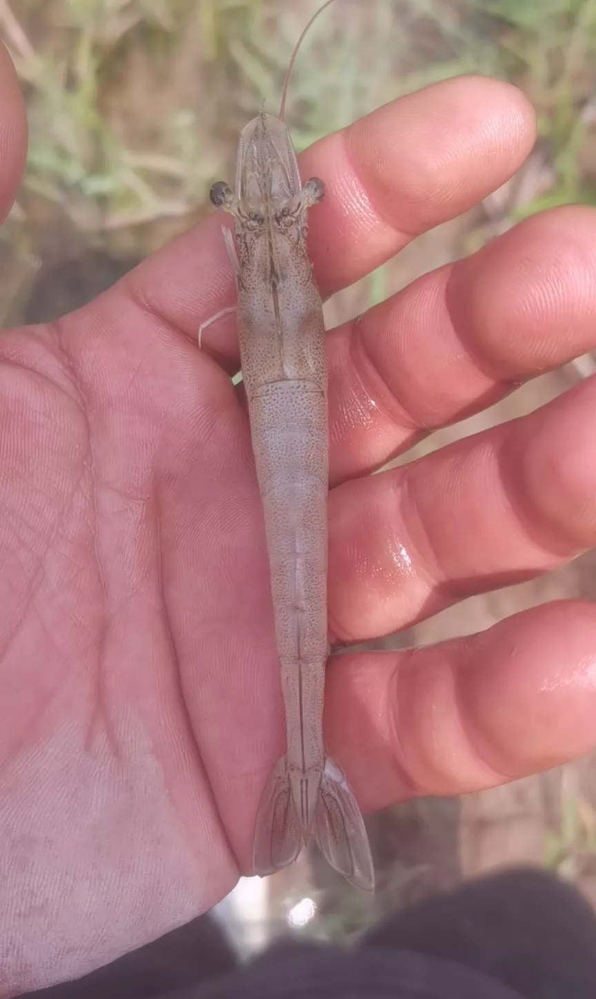 对虾出现爬边,慢料,双层壳,都有可能是小小的纤毛虫引起的