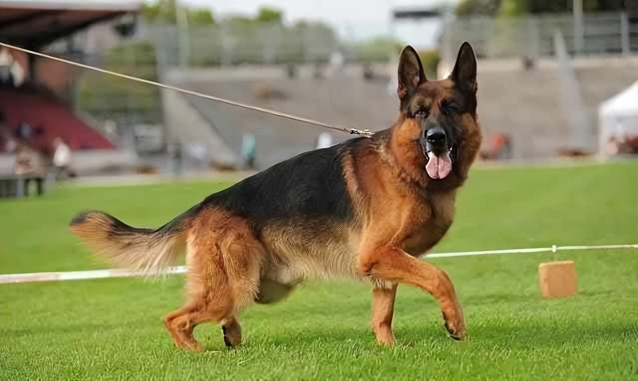 德国牧羊犬的寿命有多长?有这几个现象的它,说明已经老了