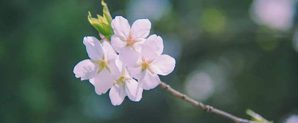 櫻花花語及象徵意義是什麼?櫻花它是國花嗎?