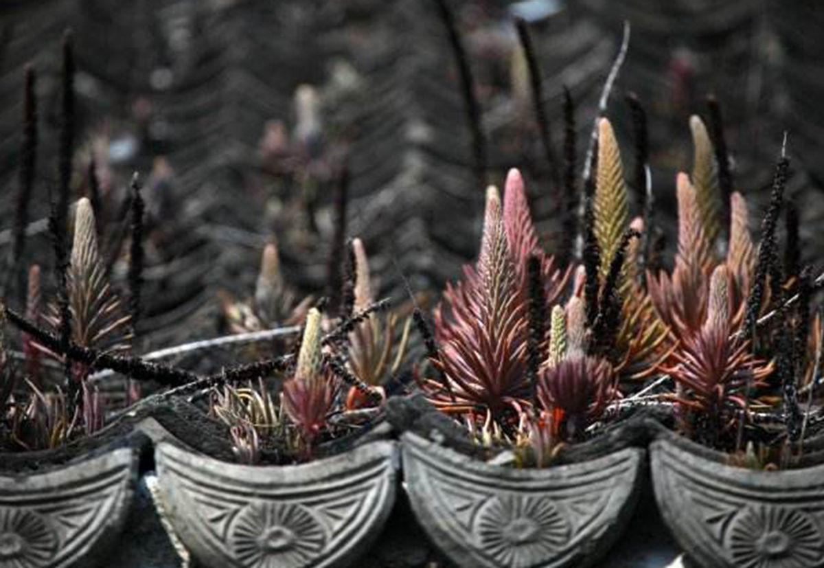 农村俗语:"屋顶瓦松一命亡,老少搬家不用想",是啥意思?