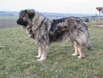 狗是我们生活中最温顺的宠物之一,那么哪些狗可以击败狼呢?