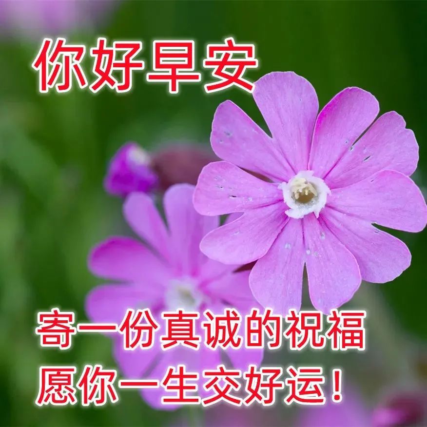 2023年早上好祝福语录 微信群发早安祝福图片大全