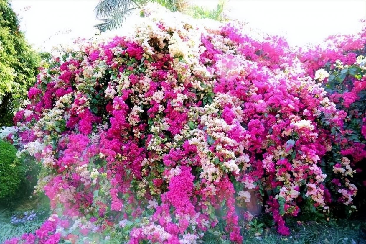 巴西三角梅每一种颜色都散发着自己独特的美,如红色妖娆华贵