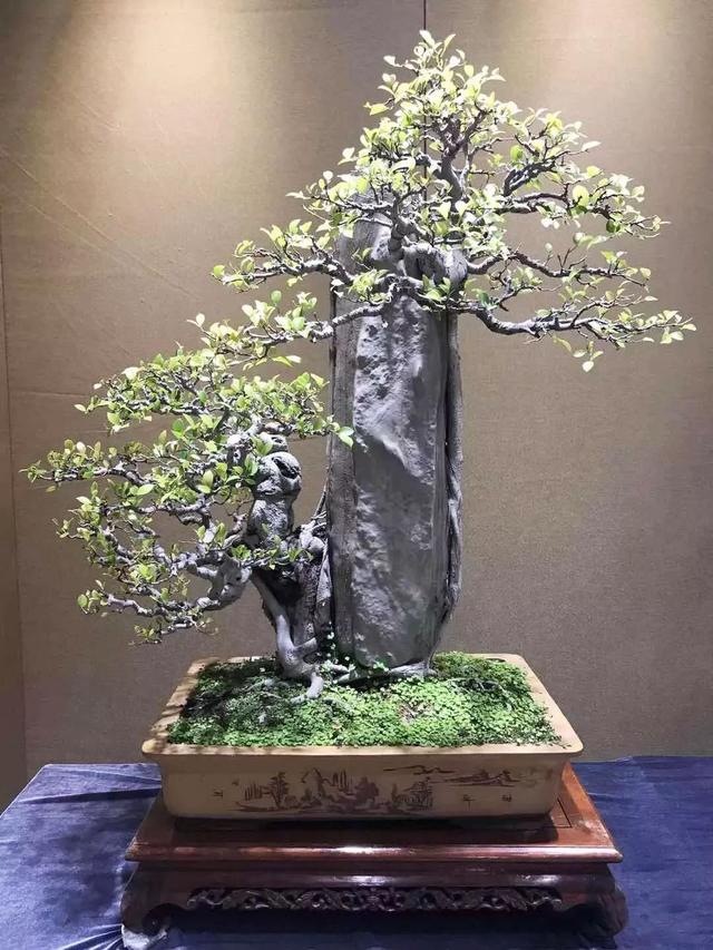 五式附石盆景,哪一式是你的心中景,盘中菜?献上制作技法