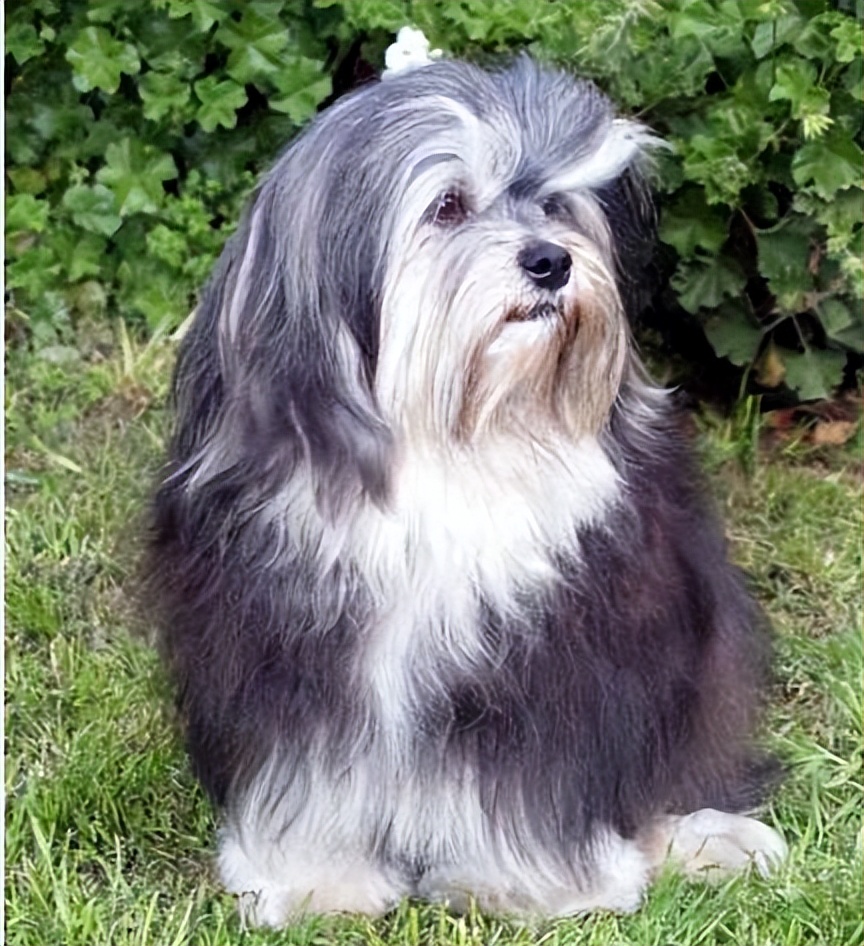 世界上最贵的狗原来是它!是时候认识一下了