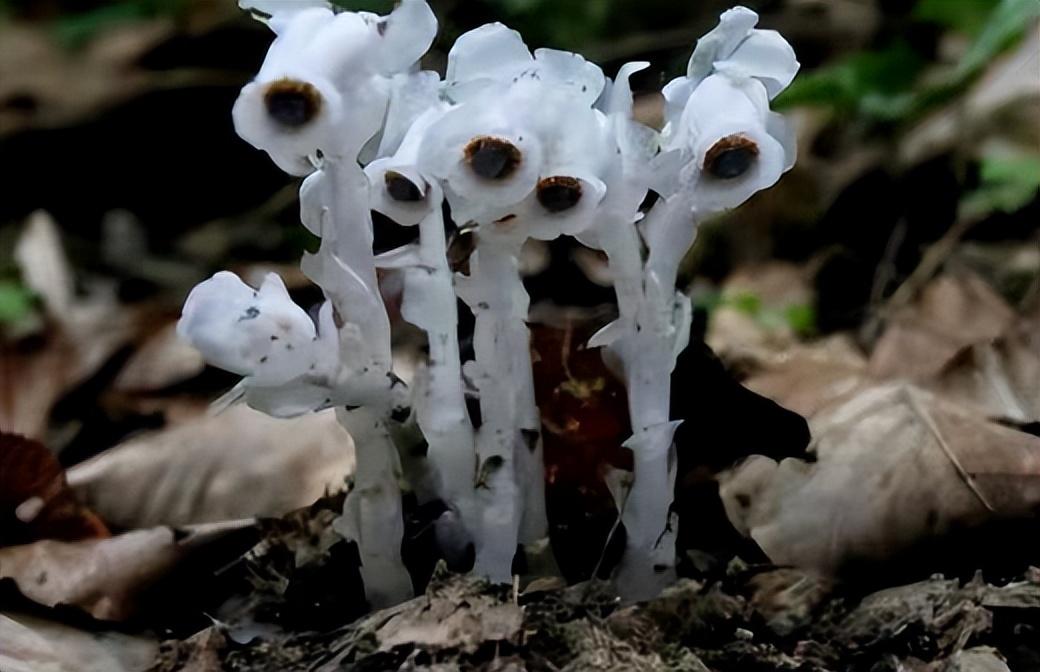 水晶兰的功效和价值