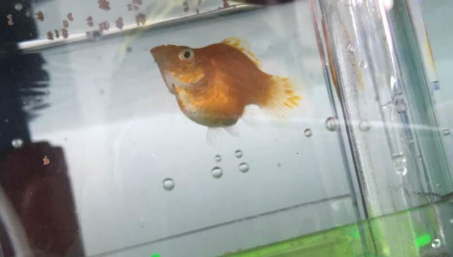 酒糟喂鱼需要提前怎么弄才能喂?