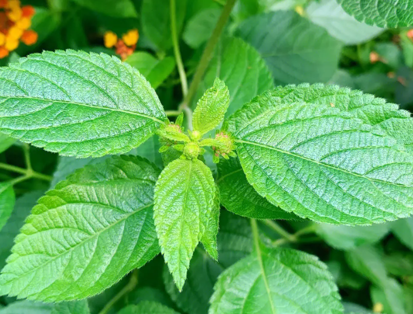 马樱丹概述马樱丹,又称头晕花,臭草,是一种在农村广泛分布的植物.