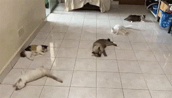 开了一罐猫薄荷后,它们直接在地上滚起来了!