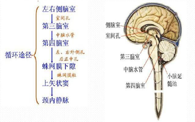 头脑位置图片图片