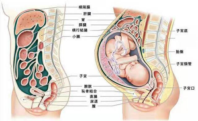 孕10周子宫位置示意图图片