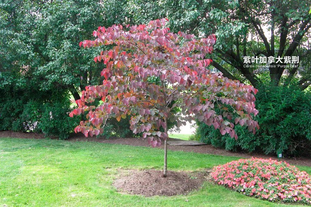 加拿大紫荆森林三色堇又名紫叶加拿大紫荆