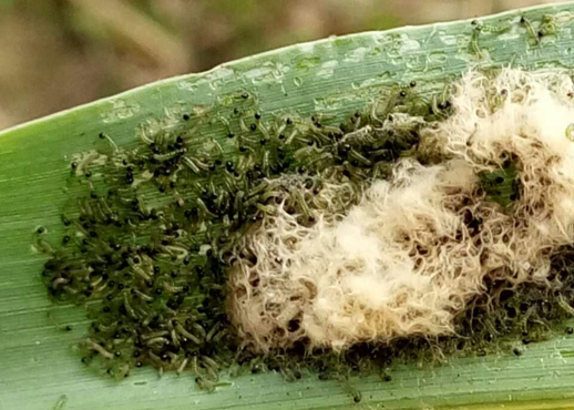 香葱"葱管虫"发生严重,抗性高不知咋办?别慌,打药需巧用助剂