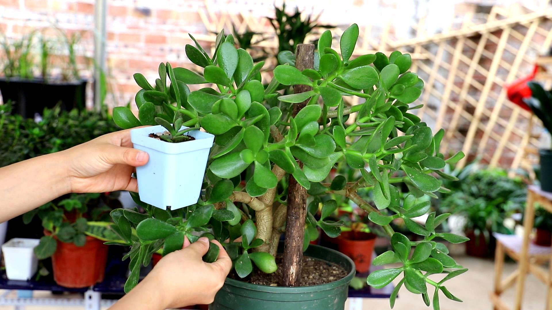 高手养玉树,爱用这五种肥料,玉树长得又粗壮又茂盛