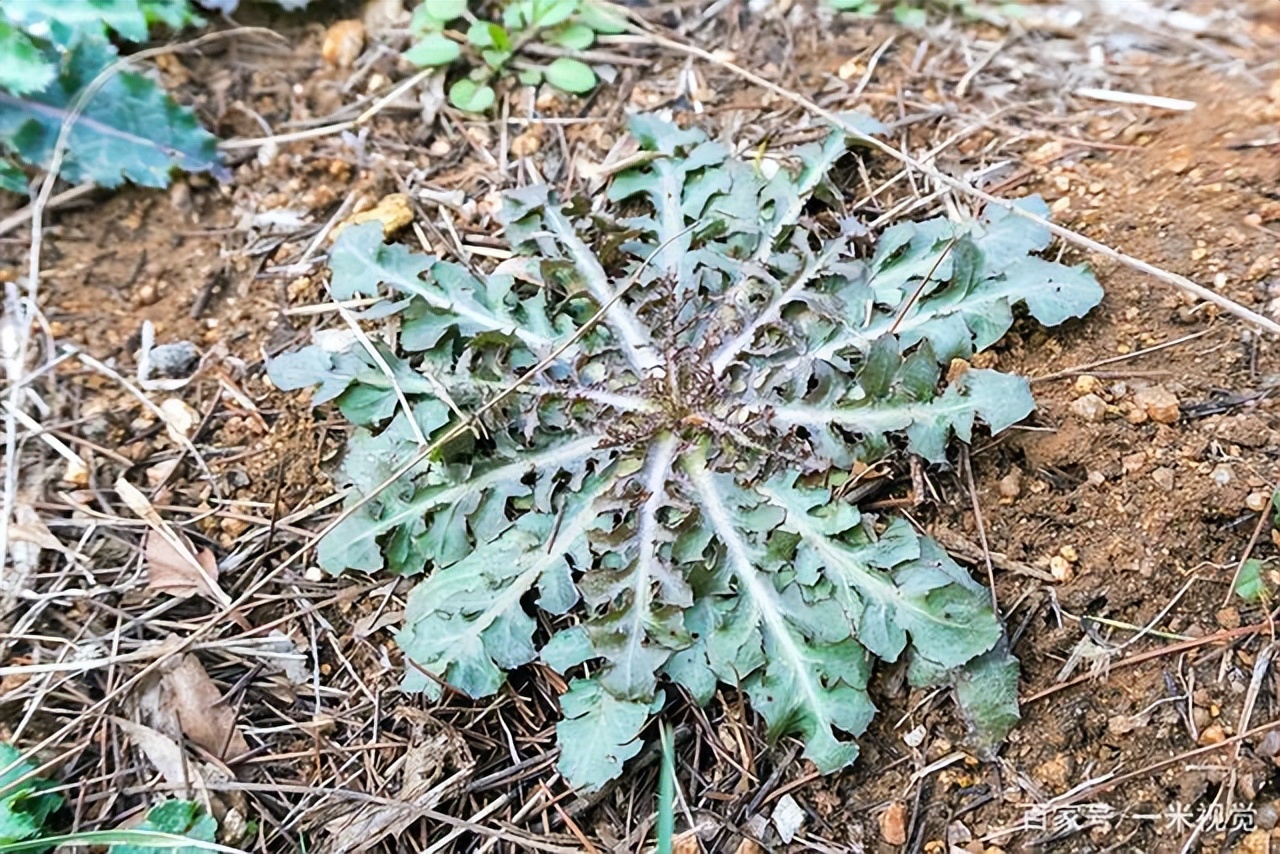 探索苦碟子野菜的多重用途与食用价值