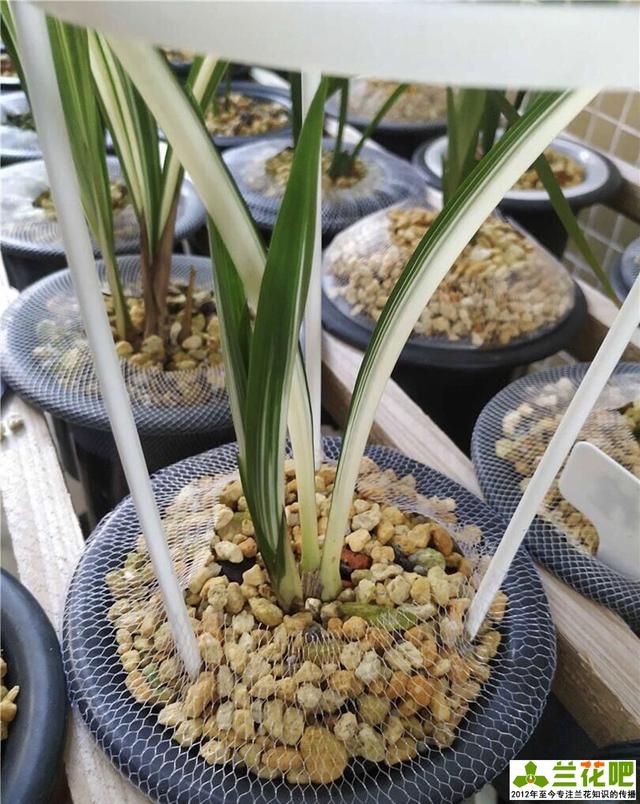 植金石种兰花虽好,但家庭养兰用法错误,不但长不好,还容易枯萎