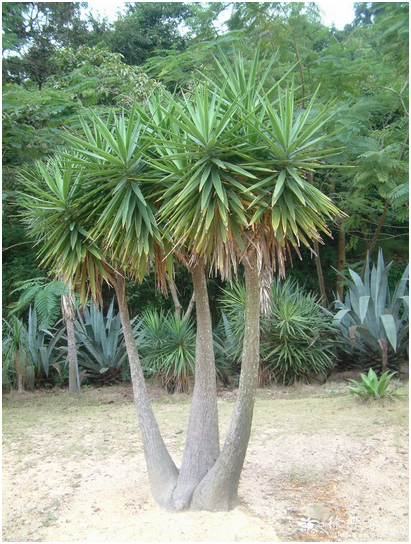 大型绿植花卉象脚丝兰,室外栽种的绿植花卉