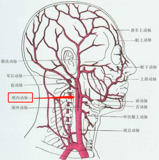 眶上神经的位置示意图图片