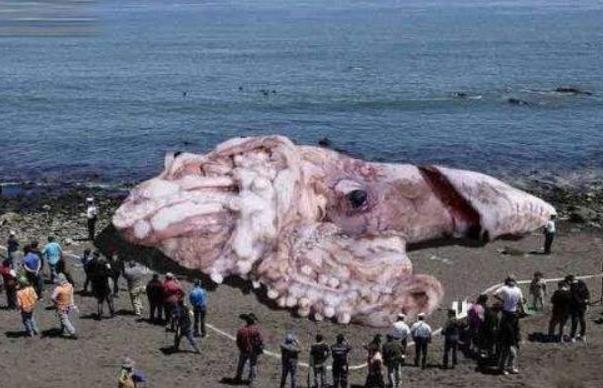 如果你不信,那请听我细细道来,很多吃章鱼的人,对章鱼的了解都只是