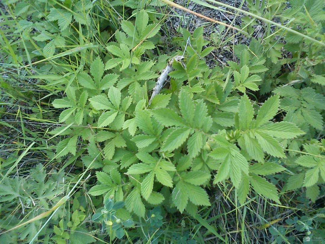 农村这种野草,人称仙鹤草,龙芽草,嫩叶可食用,用途非常广泛