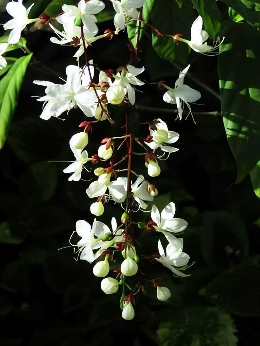 网红盆栽"垂丝茉莉",花如群蝶飞舞,香气四溢怡人,适合新手