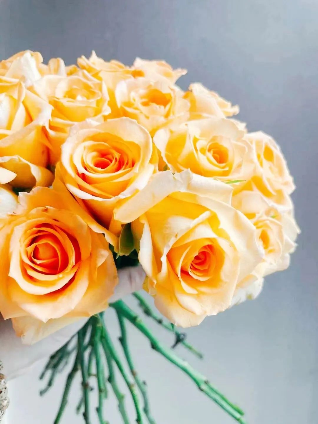 假日公主月季,我只钟情于你|花名册no.00111