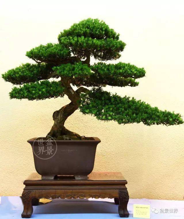 最美的100盆罗汉松盆景,值得经常欣赏(建议收藏)