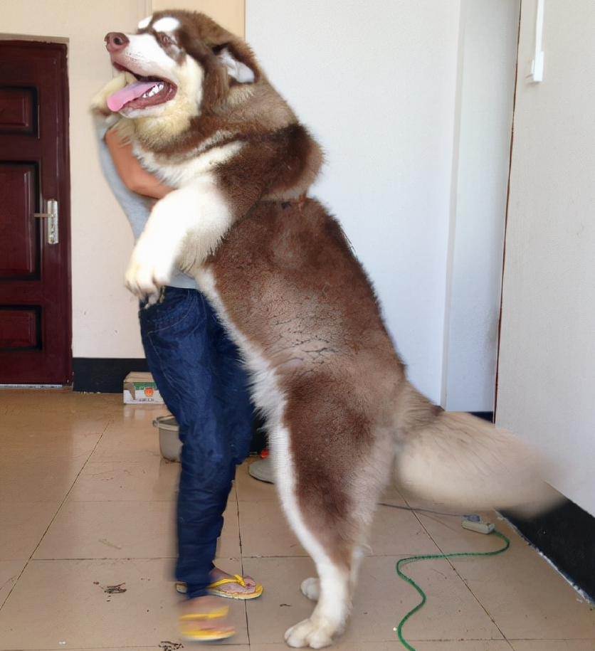 成年阿拉斯加犬一般体重是多少?堪比成年女子的重量!