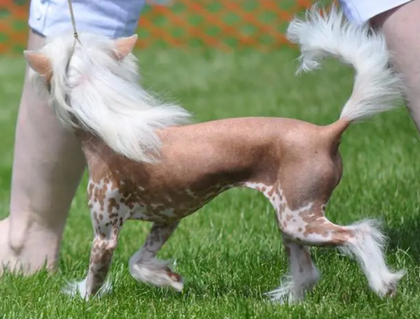 多次获得世界最丑狗狗大奖的狗——中国冠毛犬!
