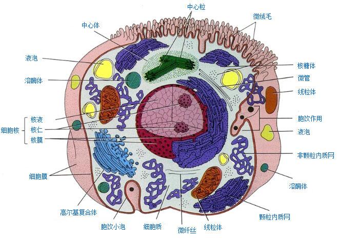 韭菜下表皮细胞图片