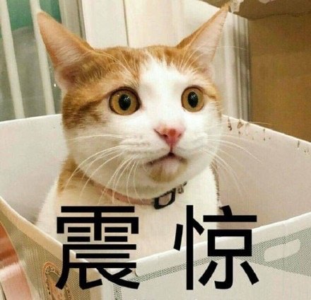 猫咪把自己的崽子叼给你