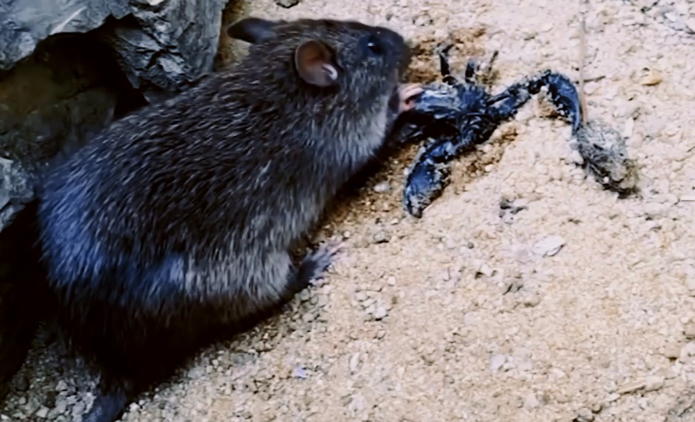 蝎子遇上老鼠,是饱餐一顿还是被暴打?镜头记录全过程!