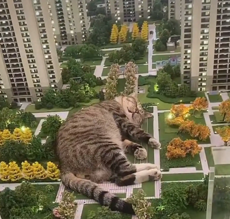 沈阳一猫咪睡在沙盘模型内走红,售楼处:楼盘特色,猫就喜欢睡这