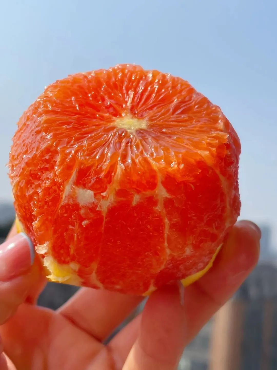 辰颐物语橙中贵族—卡拉红肉脐橙:只有1%的人吃过的橙子