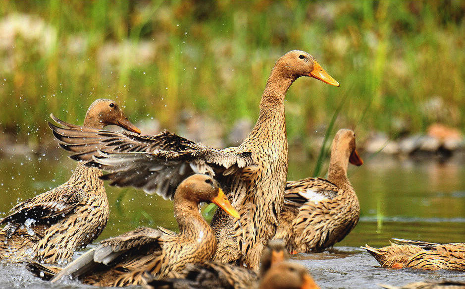四合院家香丨天凉好个秋,当季人气进补食材"三穗麻鸭"