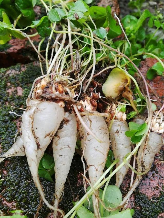 酸味草的功效与作用图片