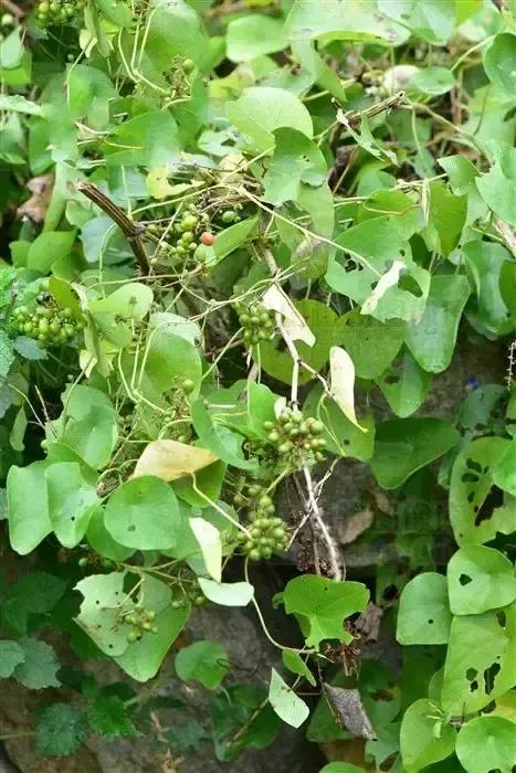 千金藤火了,能发展种植吗?和千金藤素一字之差,但不要盲目跟风