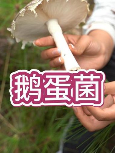鹅蛋菌 大家吃过这种菌子么 捡菌子 鹅蛋菌