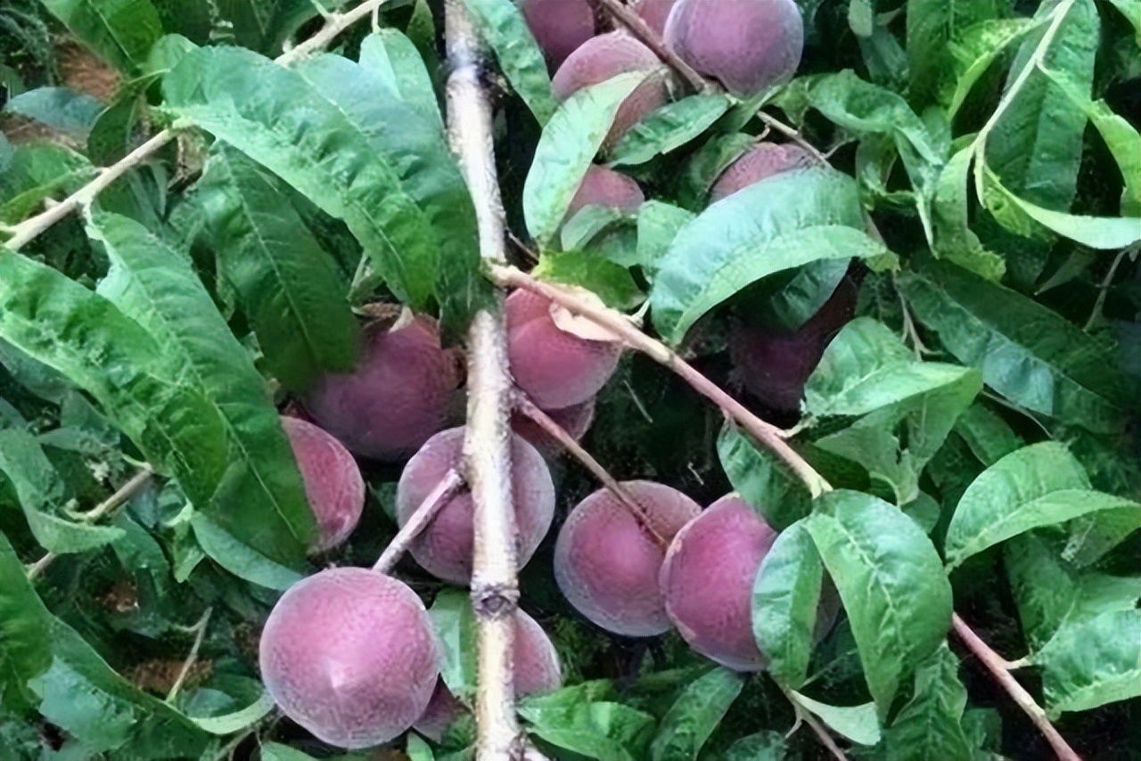 這種黑桃皇后好吃易長,產量特別大,是一款不可多得的經濟果樹