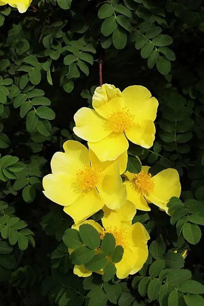 宽刺蔷薇,每一朵都有六品带刀侍卫,它比花王牡丹尊贵|no128